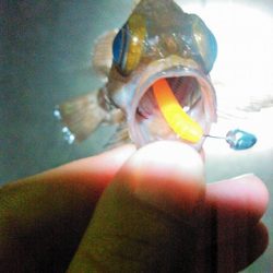 アジマストのオレンジ